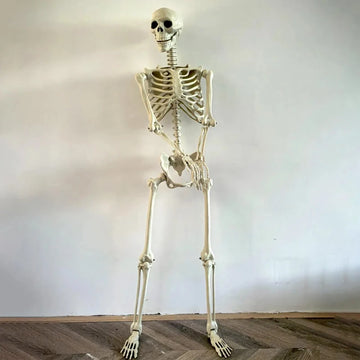 Life-Size Human Skeleton – Realistic Posable Bones for Haunted House & Halloween Horror Decor